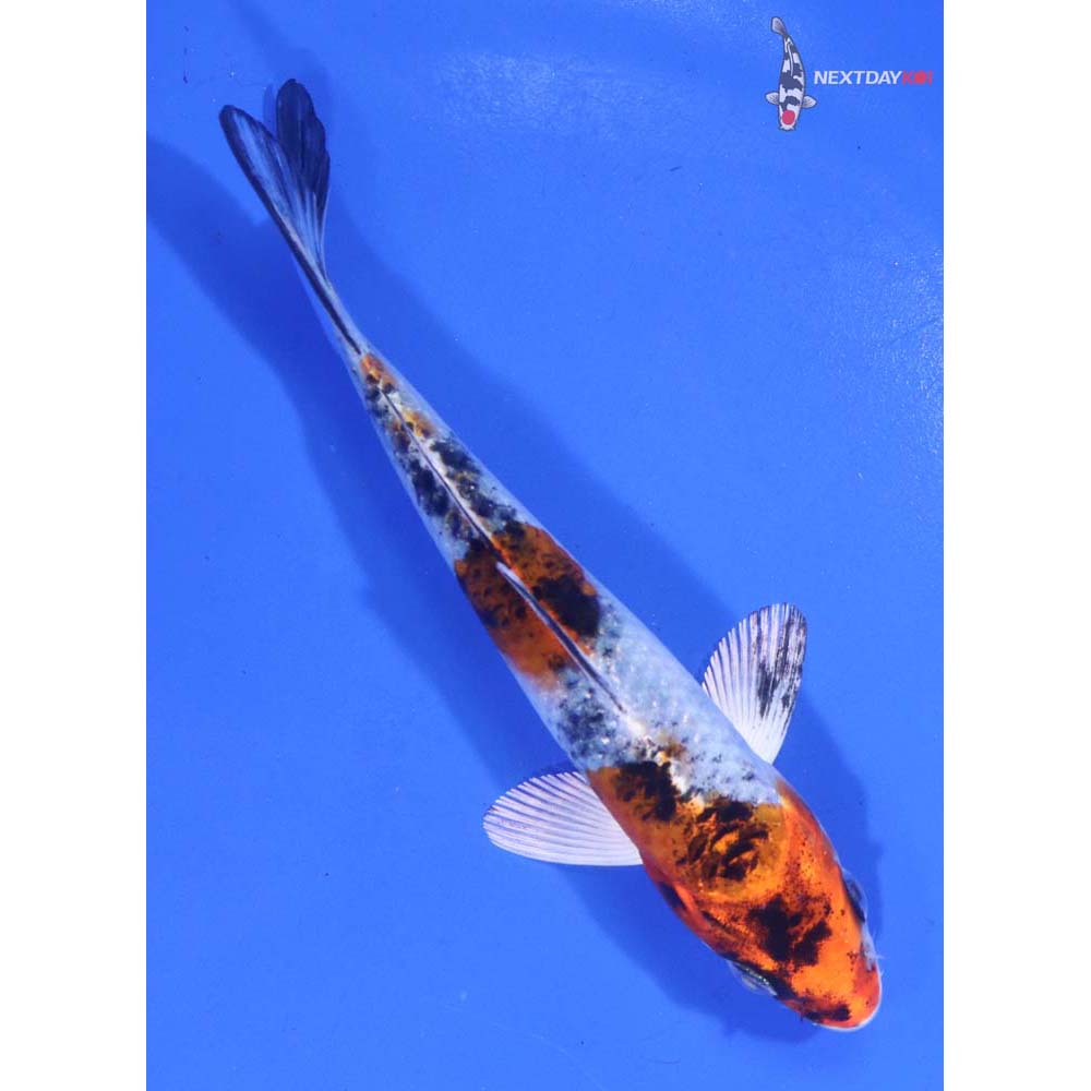 5” Imported Yamato Nishiki