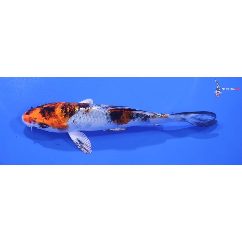 5” Imported Yamato Nishiki