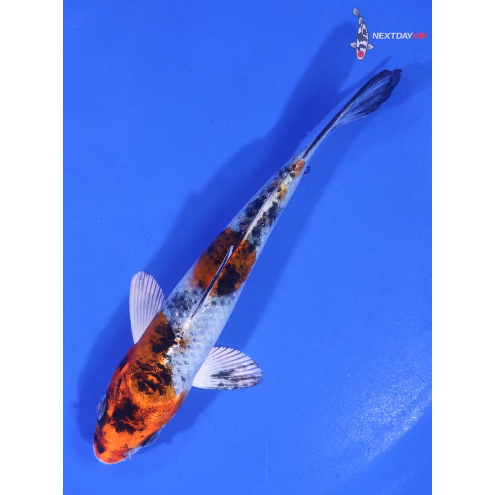 5” Imported Yamato Nishiki