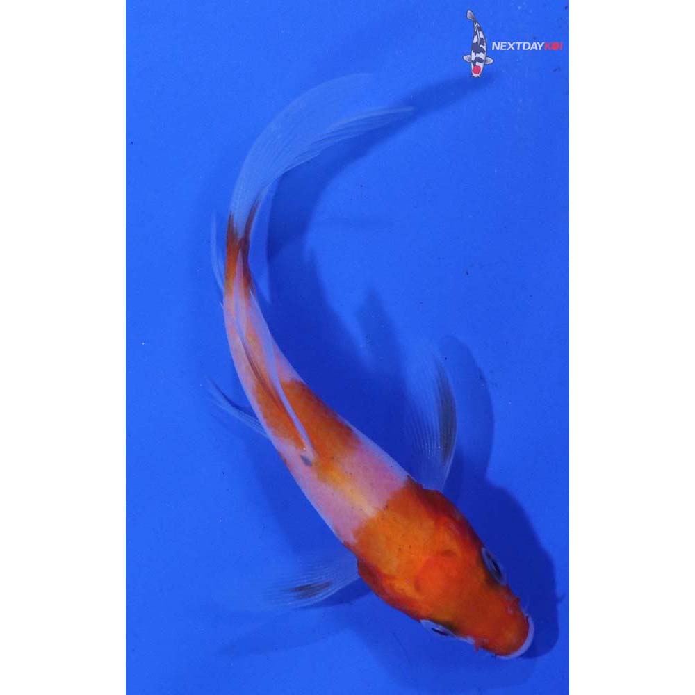 3” Imported Kohaku Butterfly Koi