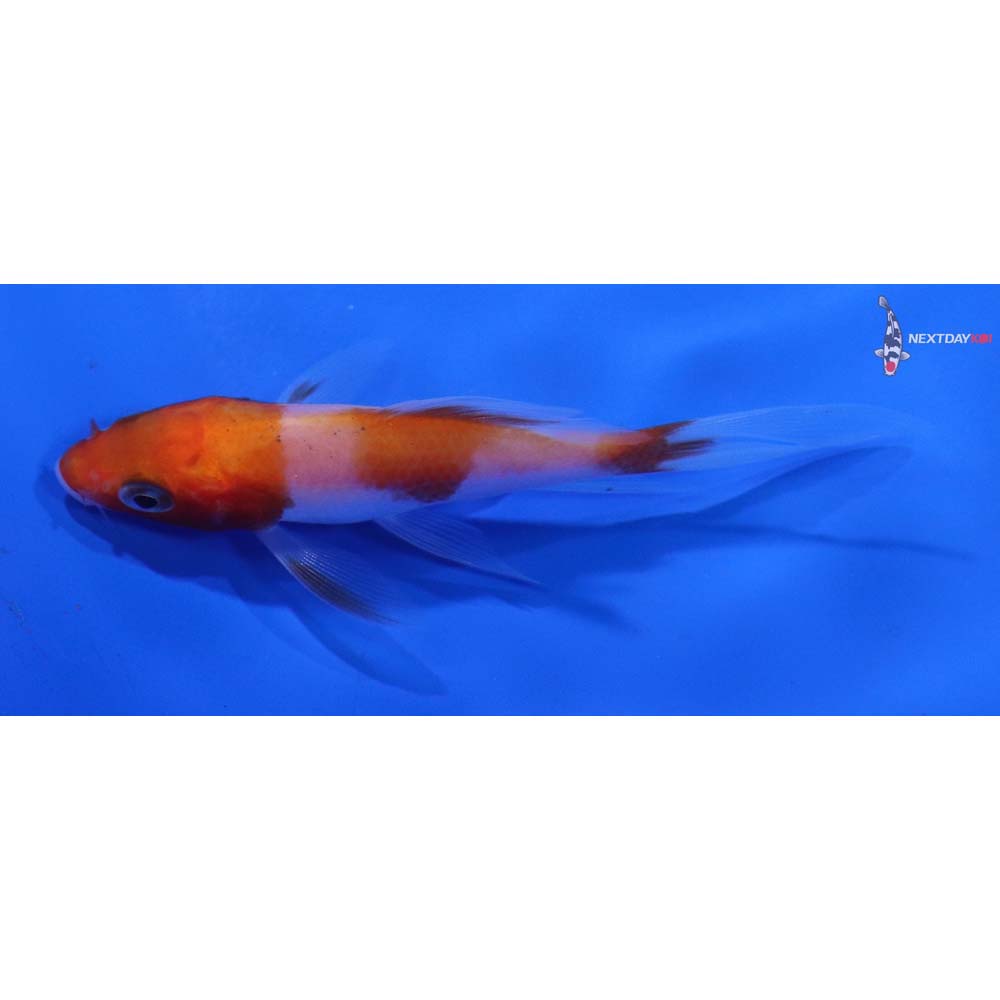 3” Imported Kohaku Butterfly Koi