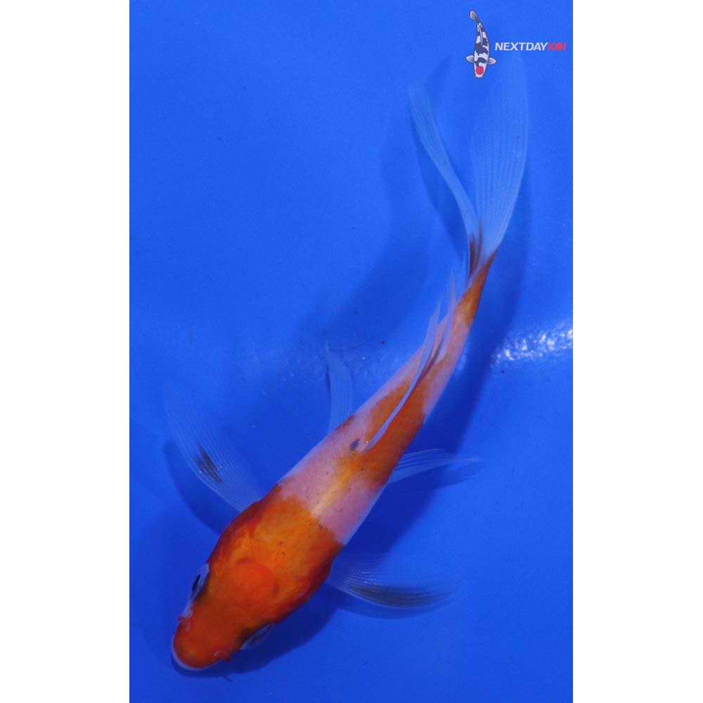 3” Imported Kohaku Butterfly Koi