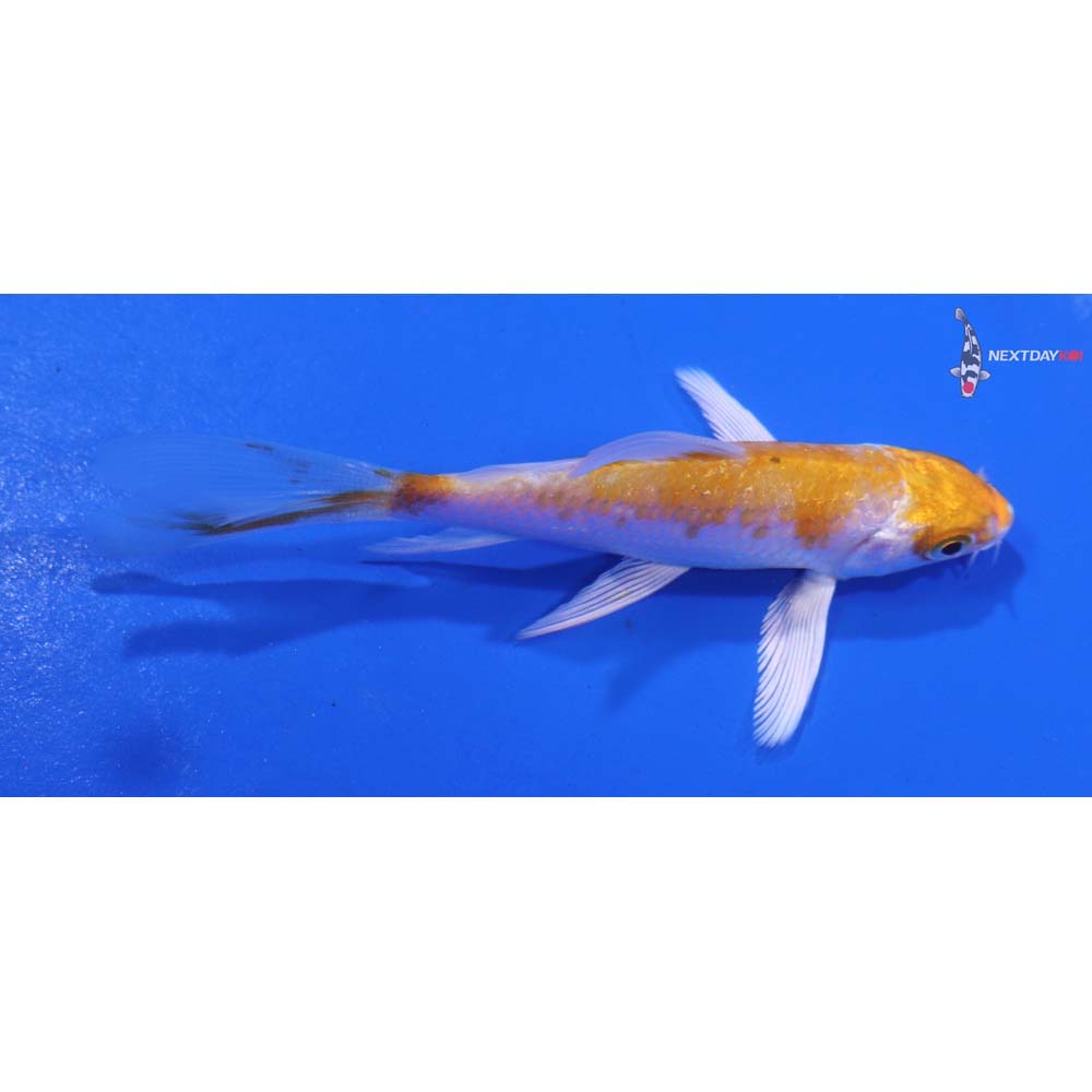 3.5” Imported Hariwake Butterfly Koi