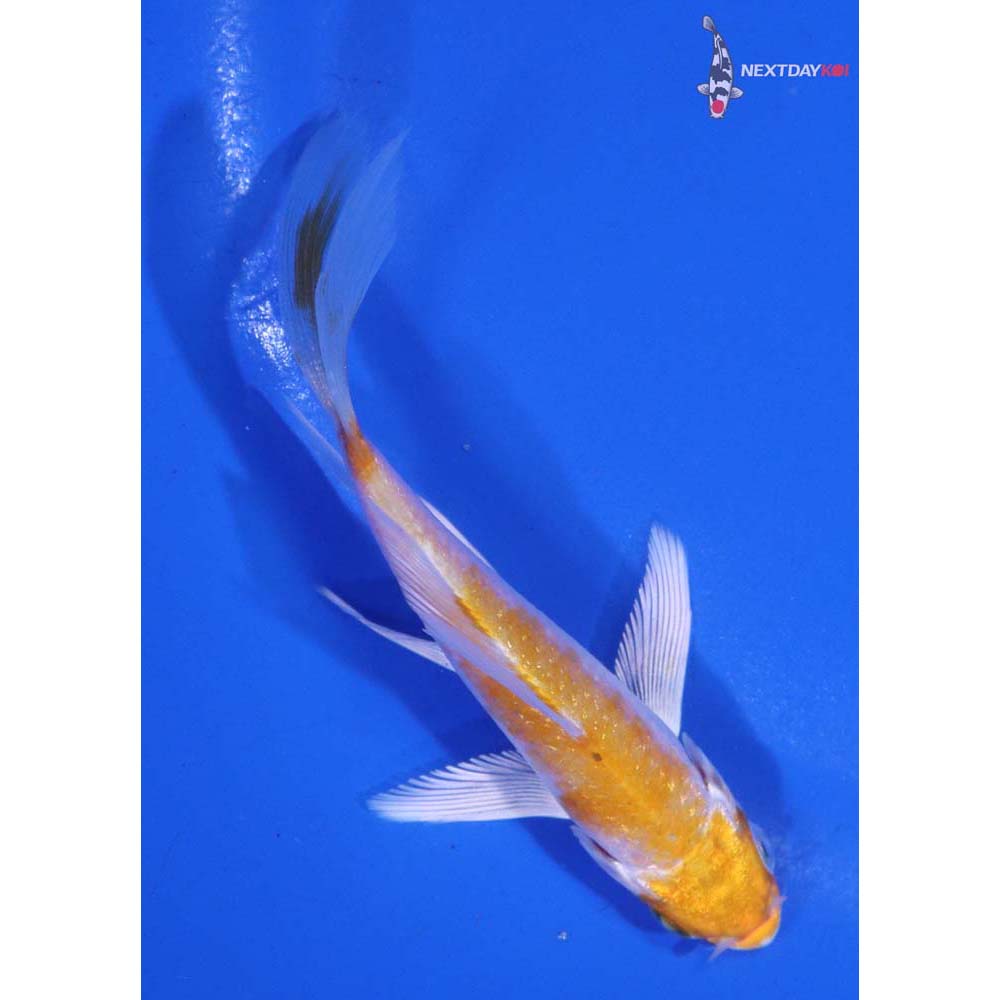 3.5” Imported Hariwake Butterfly Koi
