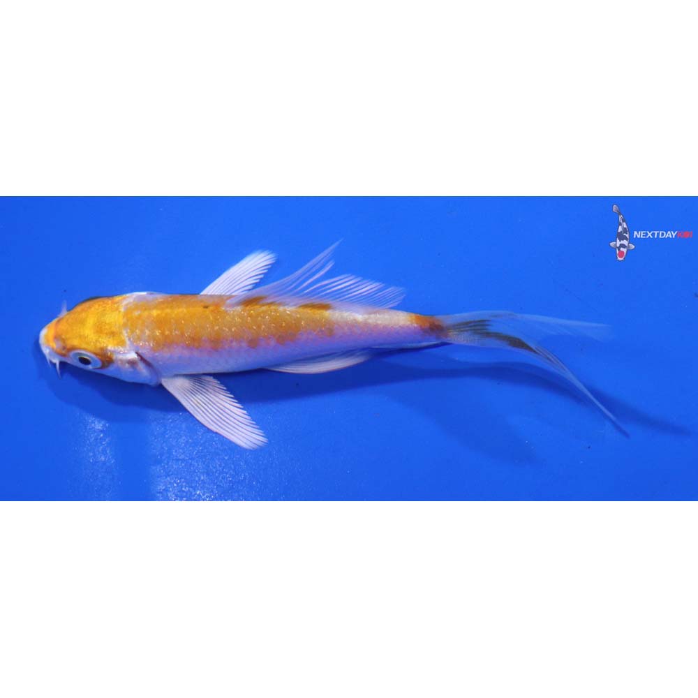 3.5” Imported Hariwake Butterfly Koi