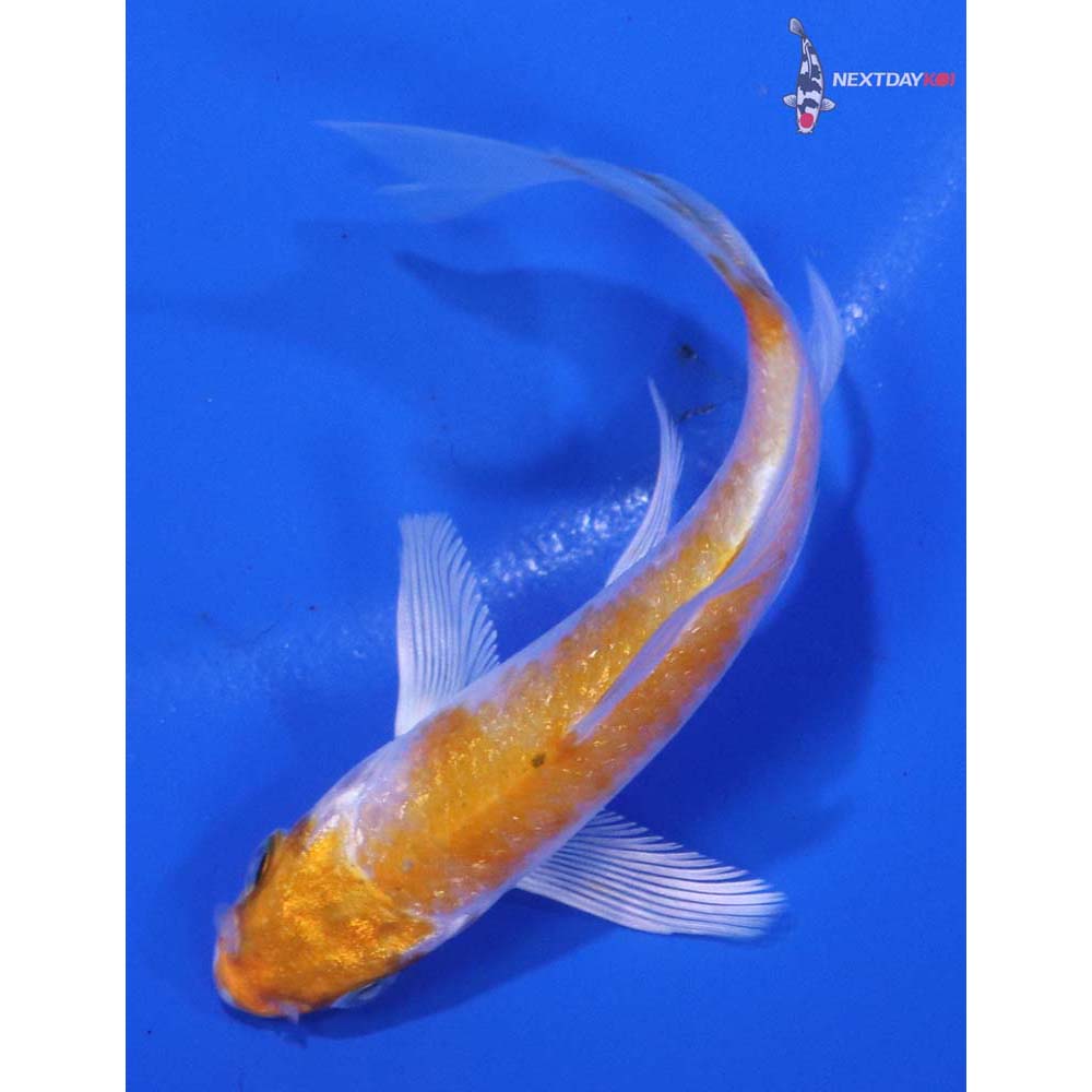 3.5” Imported Hariwake Butterfly Koi