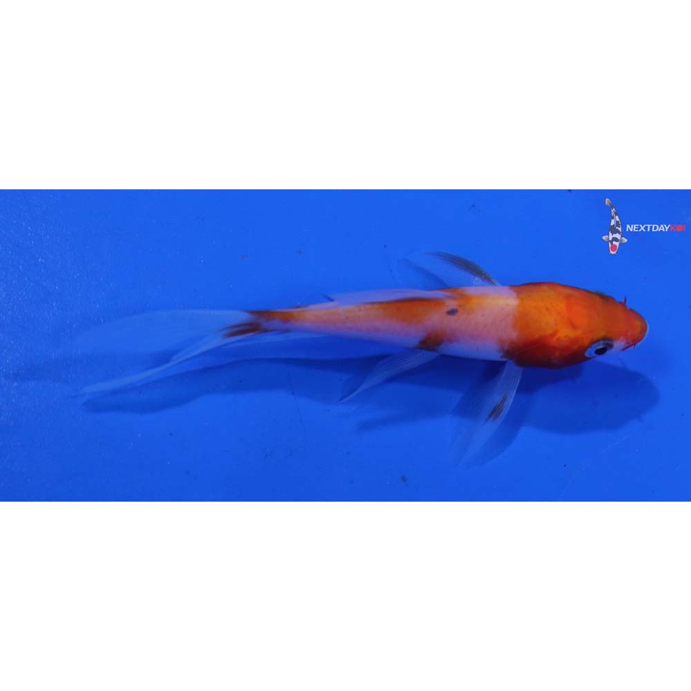 3” Imported Kohaku Butterfly Koi