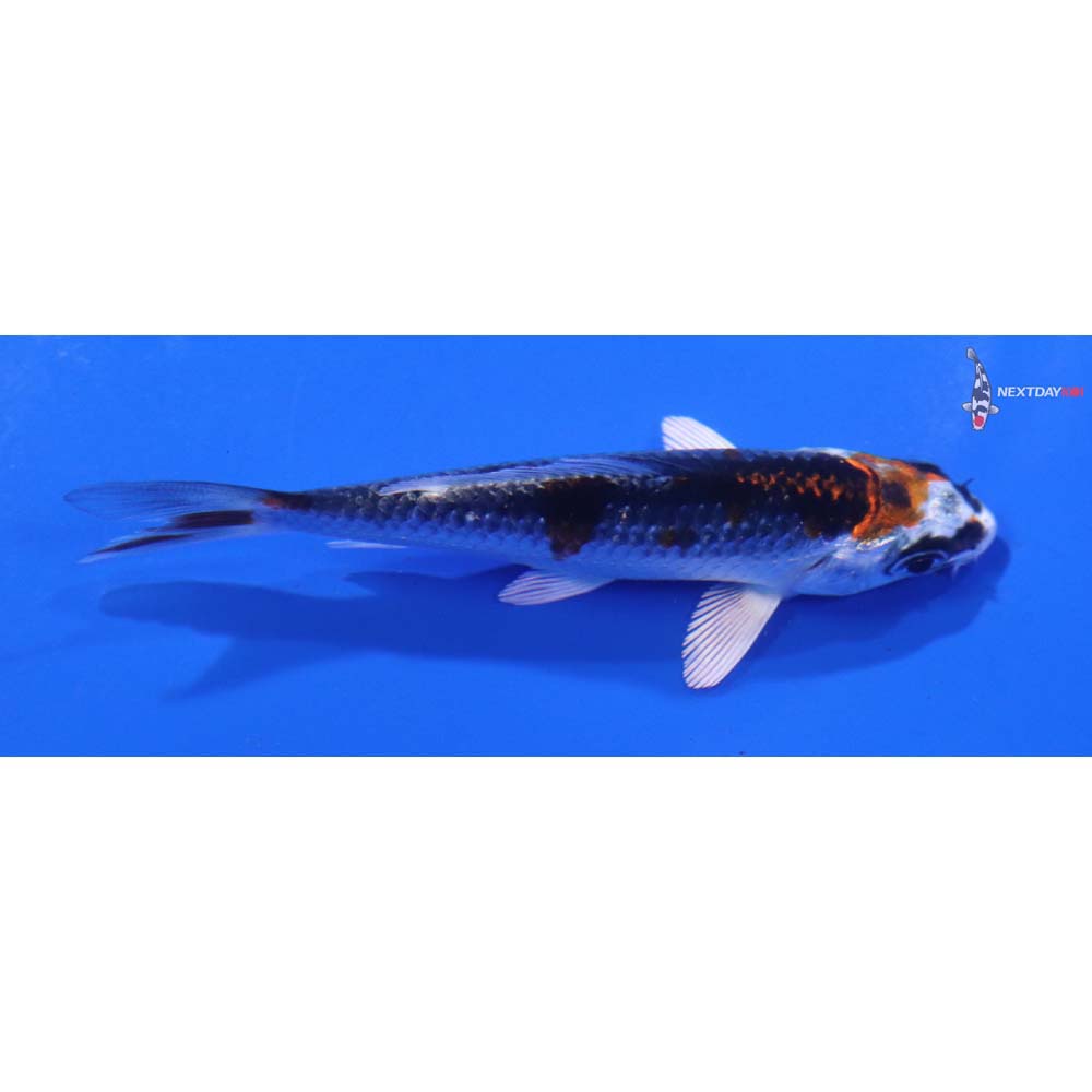 3” Imported Kujaku