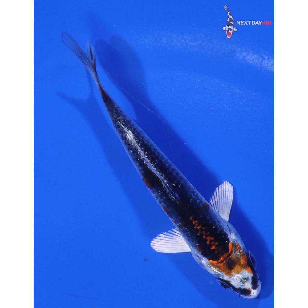 3” Imported Kujaku