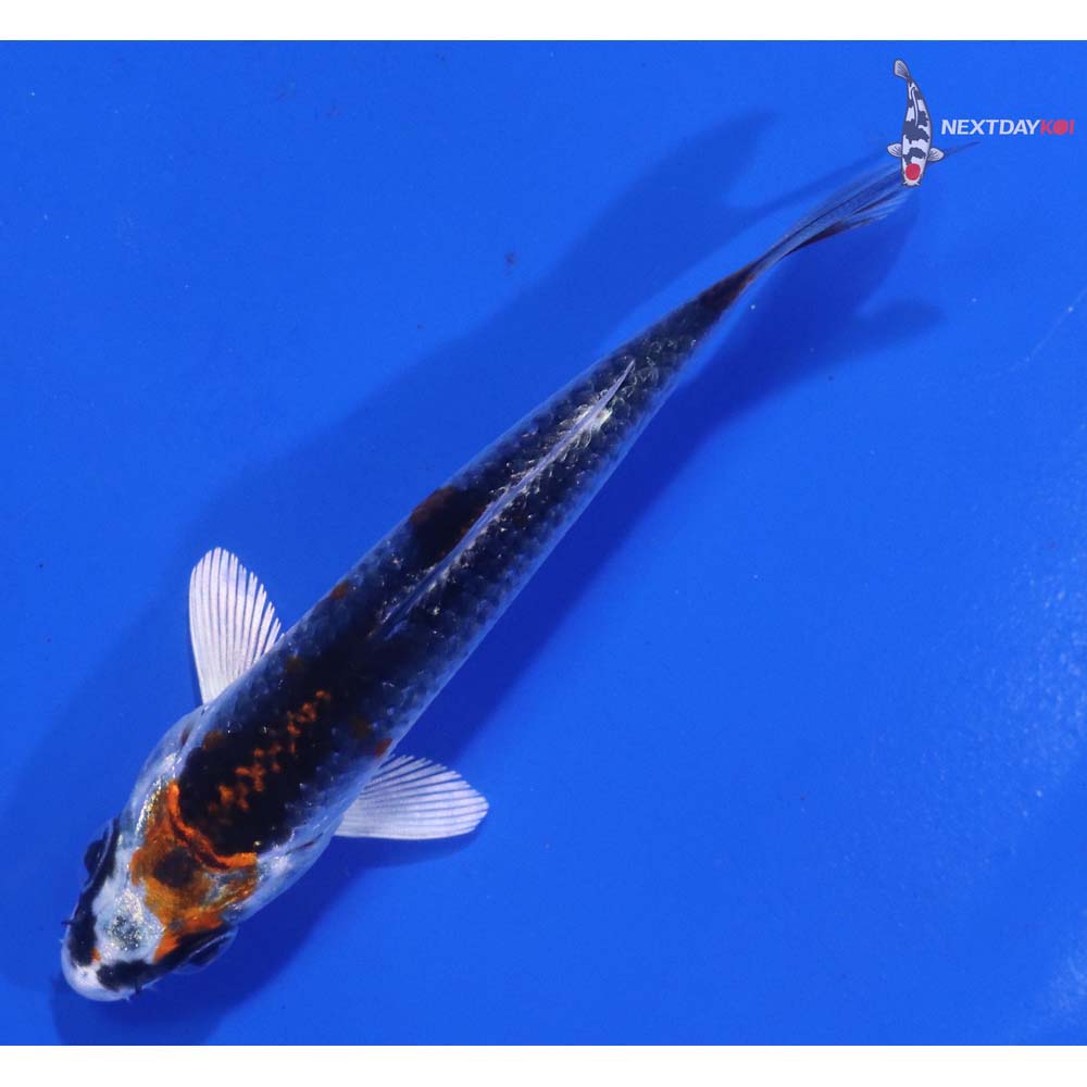3” Imported Kujaku