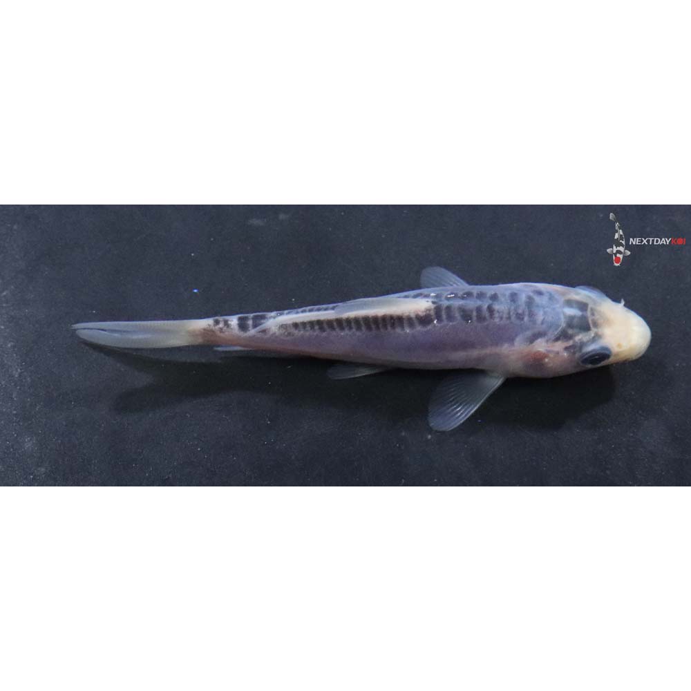 3.5” Imported Shusui
