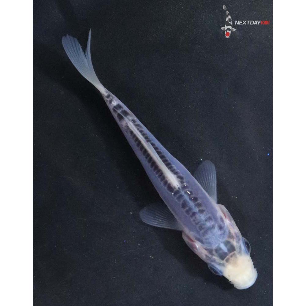 3.5” Imported Shusui
