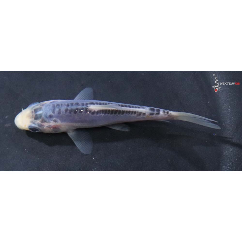 3.5” Imported Shusui