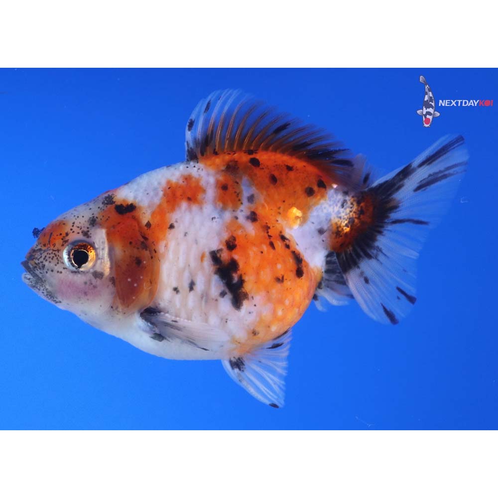 3.5” Imported Male Calico Pearlscale