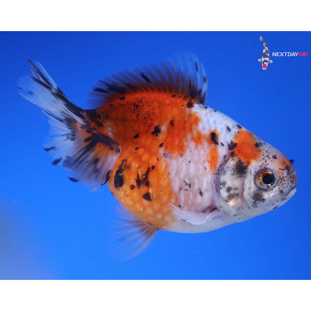 3.5” Imported Male Calico Pearlscale
