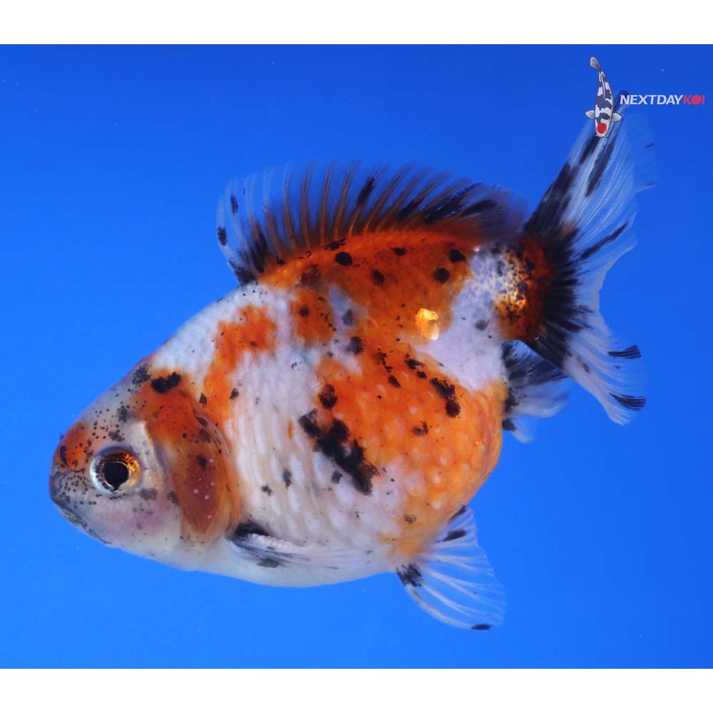 3.5” Imported Male Calico Pearlscale