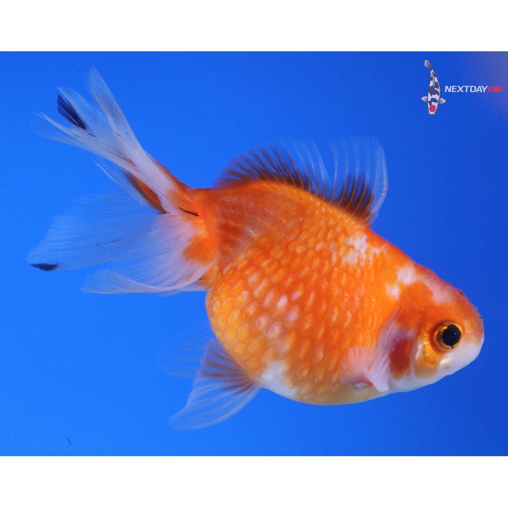 4” Imported Calico Pearlscale