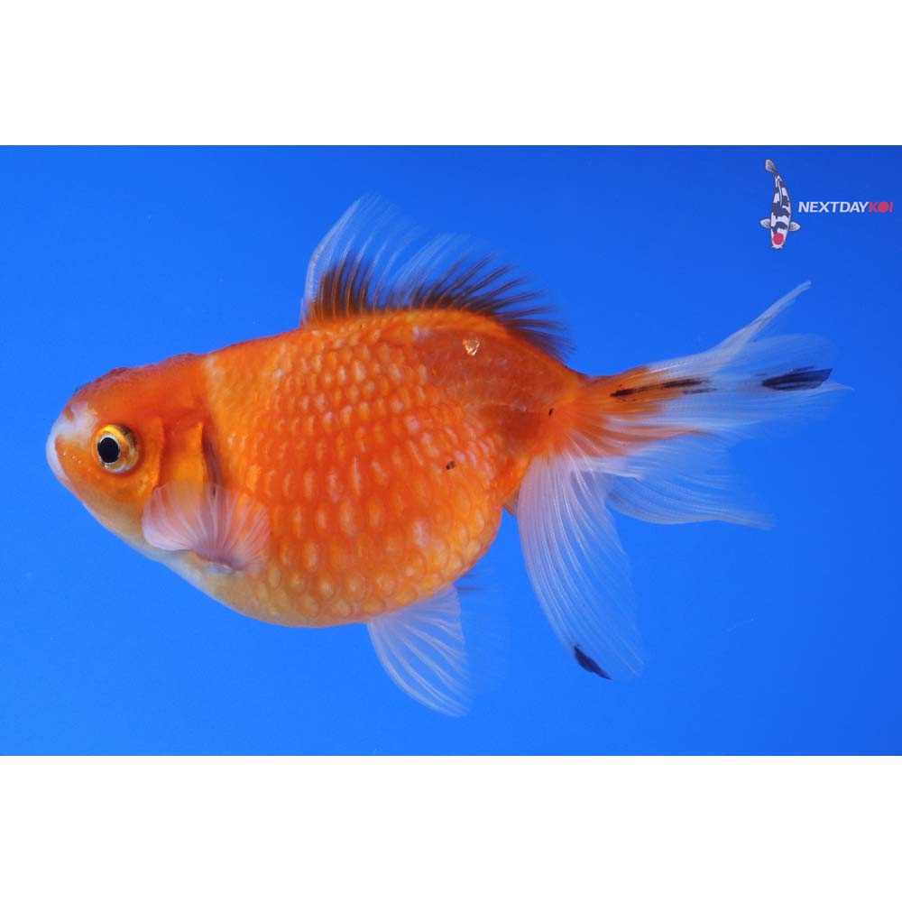 4” Imported Calico Pearlscale