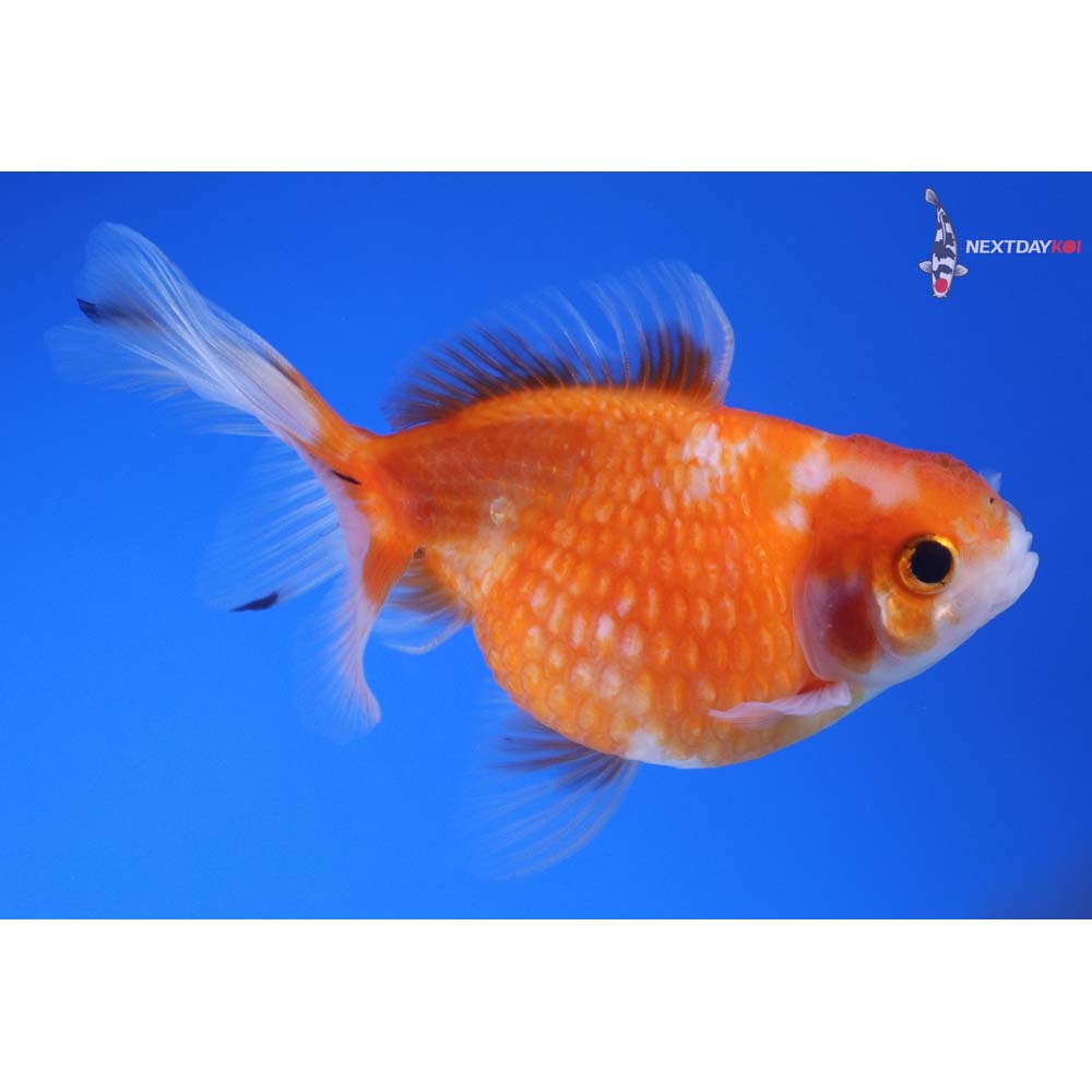 4” Imported Calico Pearlscale