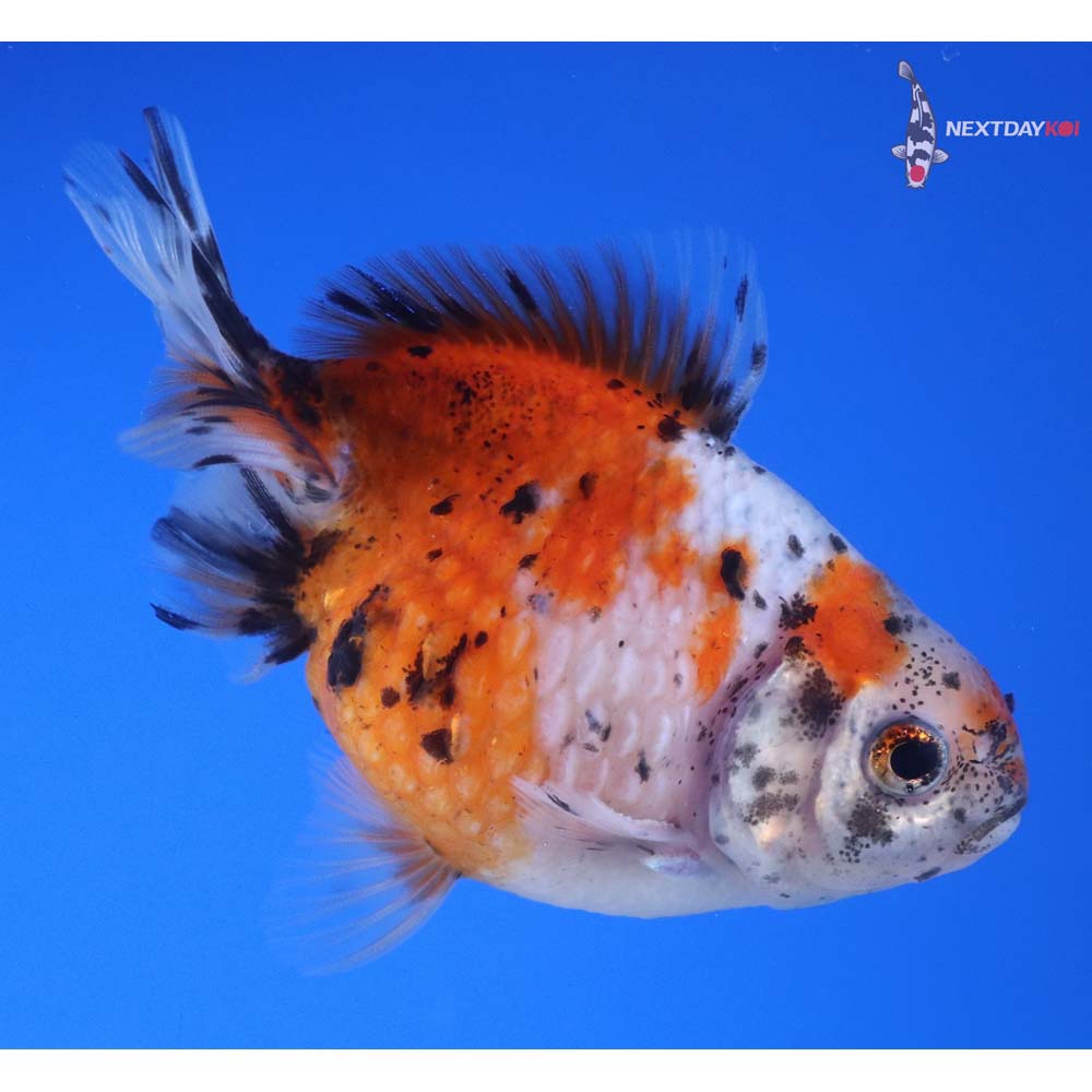 3.5” Imported Male Calico Pearlscale