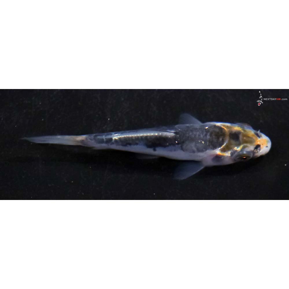 2.5” Imported Doitsu Kujaku