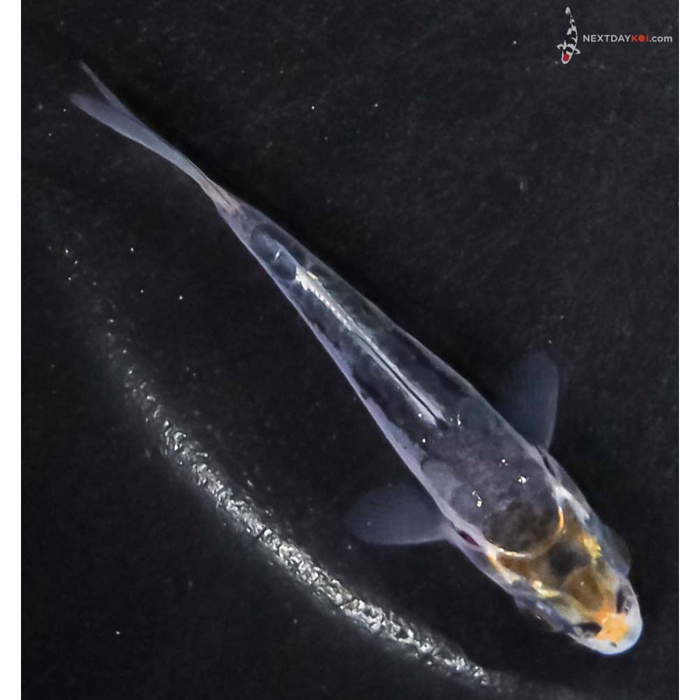 2.5” Imported Doitsu Kujaku