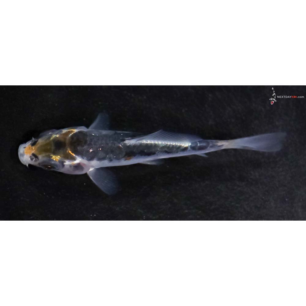 2.5” Imported Doitsu Kujaku