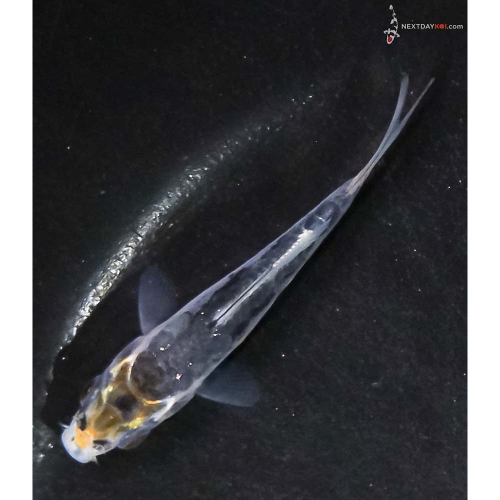 2.5” Imported Doitsu Kujaku