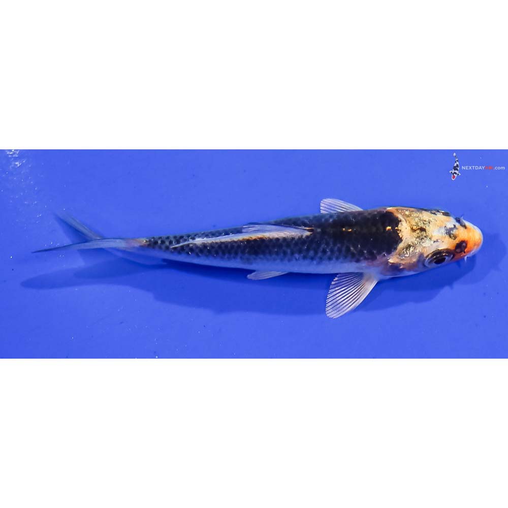 3” Imported Kujaku