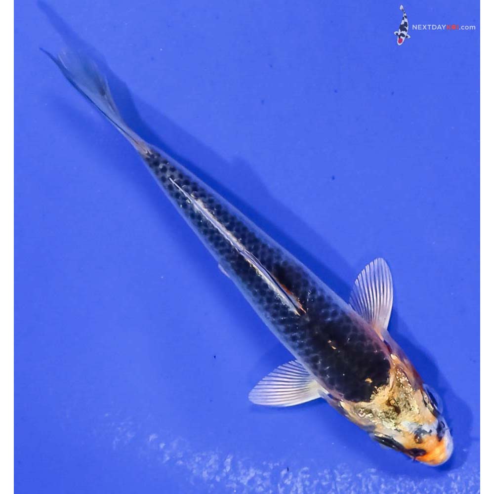 3” Imported Kujaku