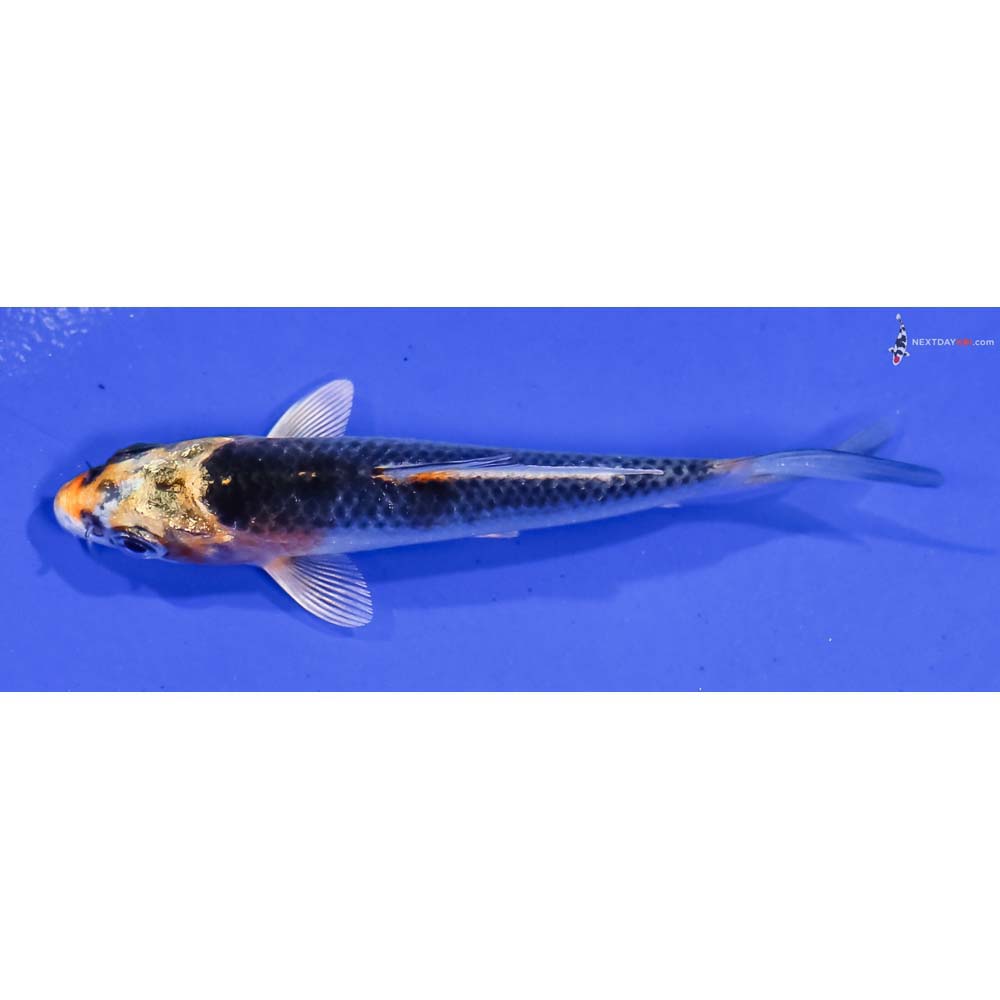 3” Imported Kujaku