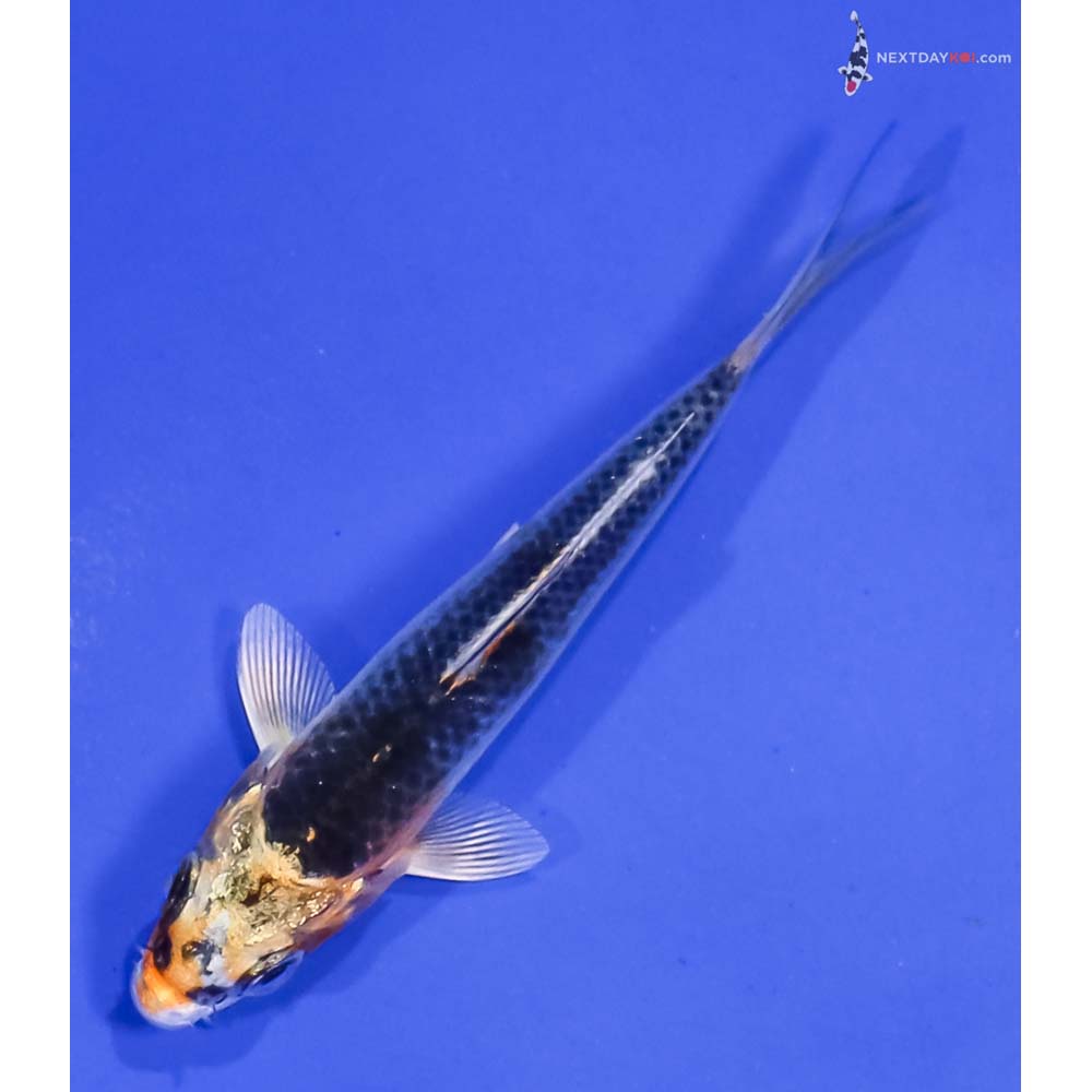 3” Imported Kujaku