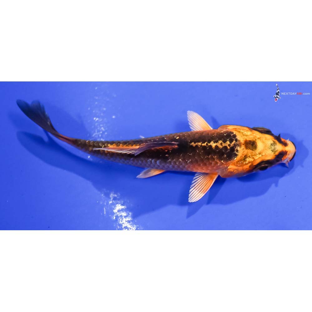 3” Imported Orenji Matsuba