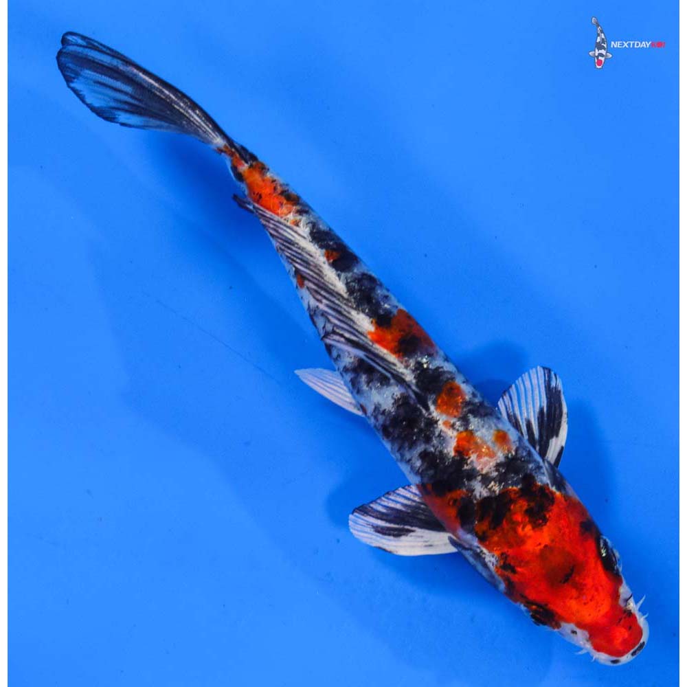 7” Imported Yamato Nishiki