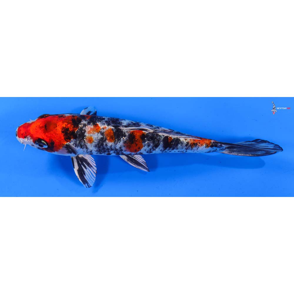 7” Imported Yamato Nishiki