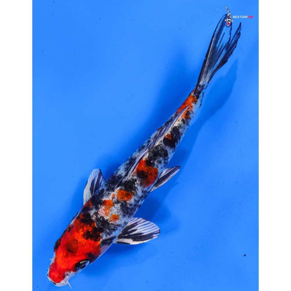 7” Imported Yamato Nishiki
