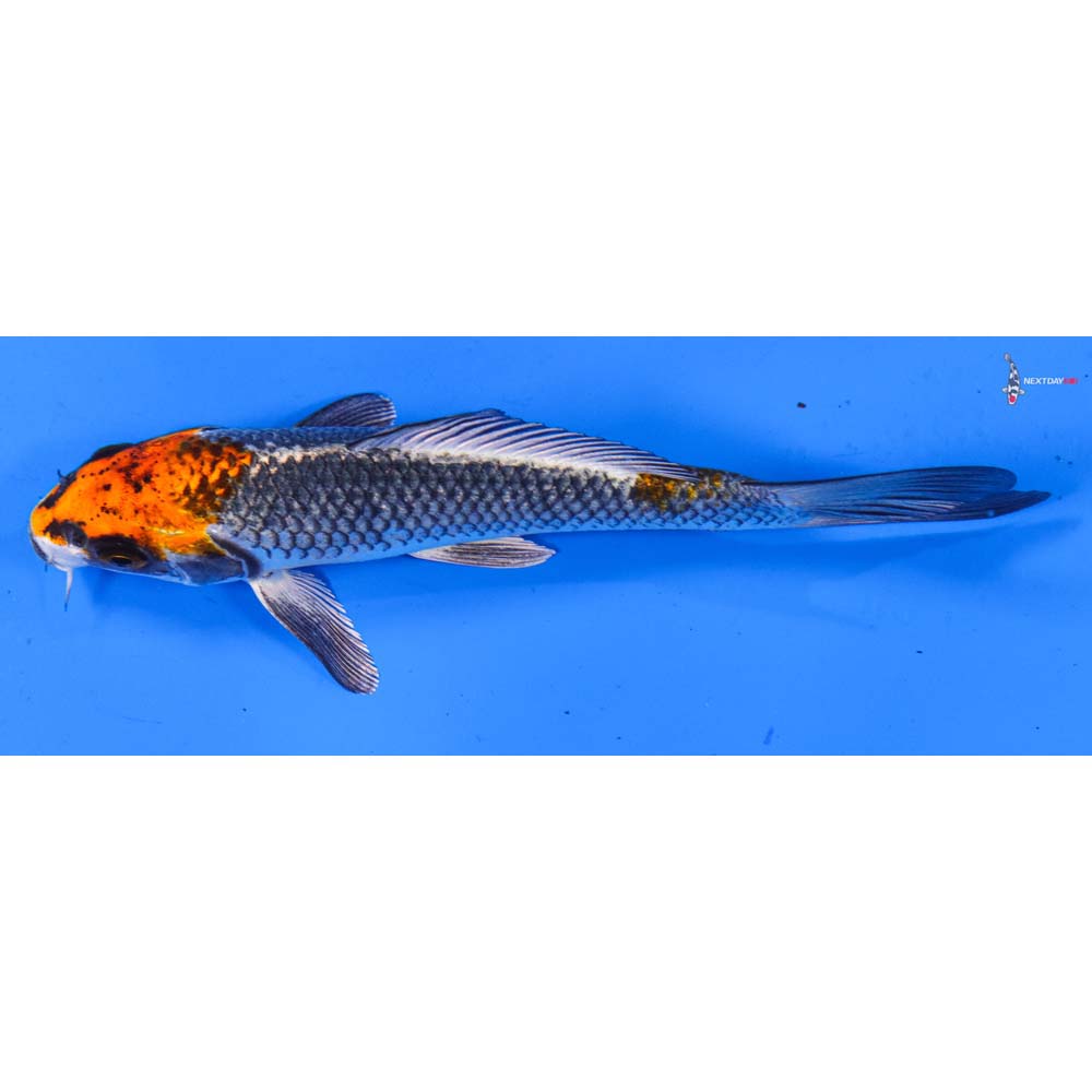 6.5” Imported Kujaku