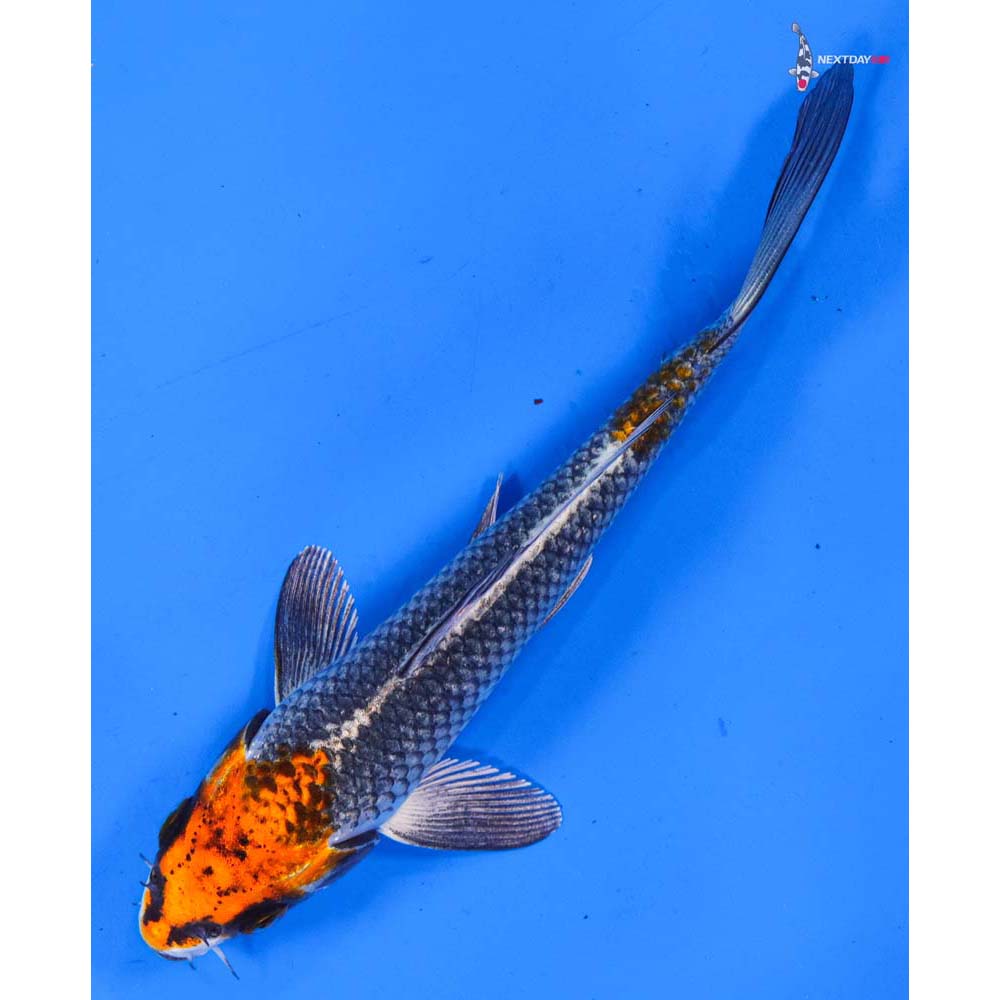 6.5” Imported Kujaku