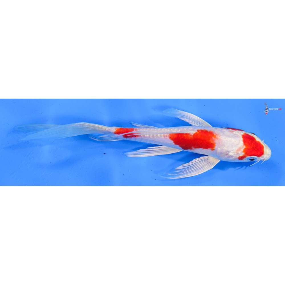 7.5” Imported Kikusui Butterfly Koi