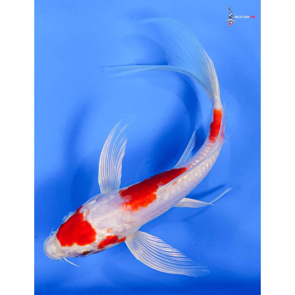 7.5” Imported Kikusui Butterfly Koi