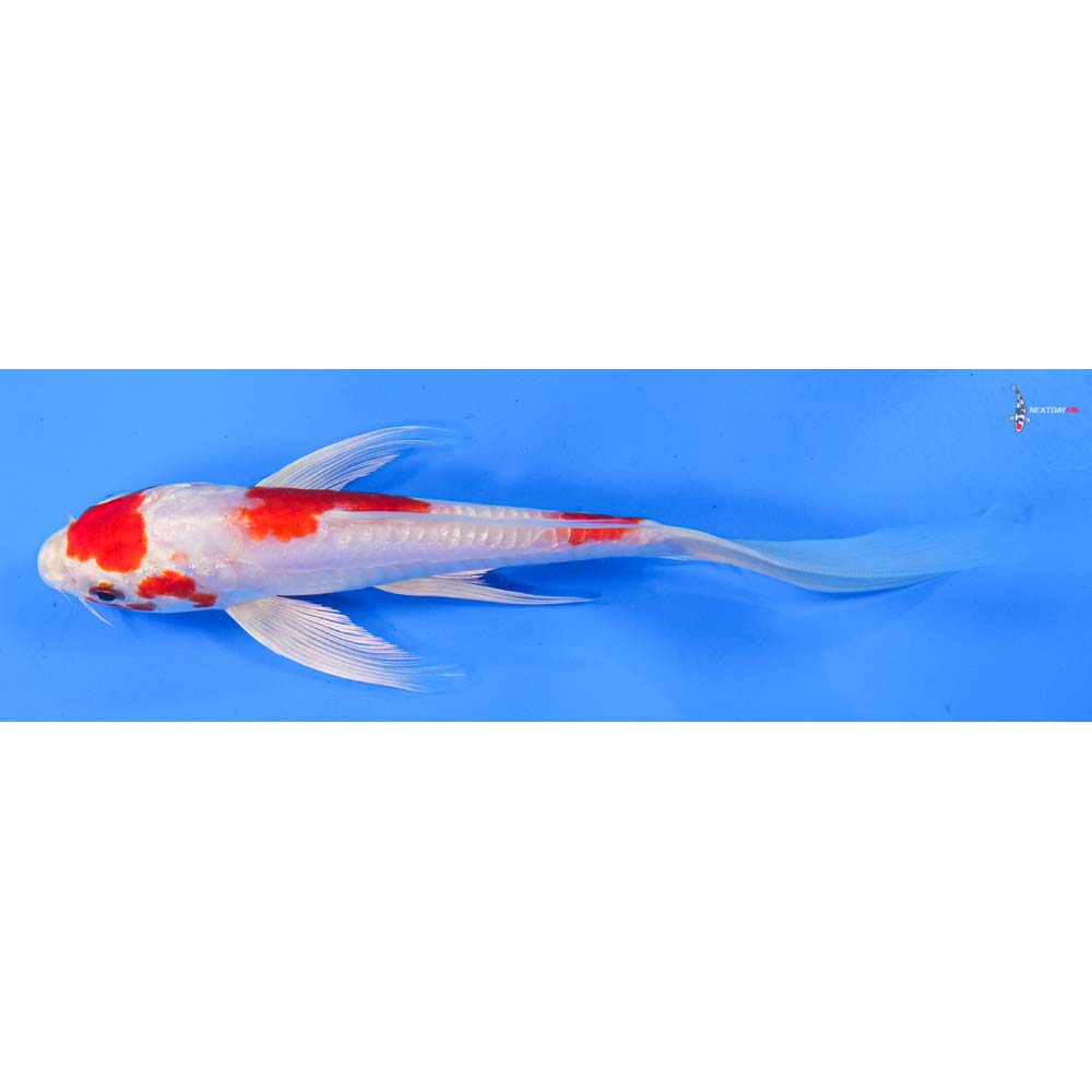7.5” Imported Kikusui Butterfly Koi