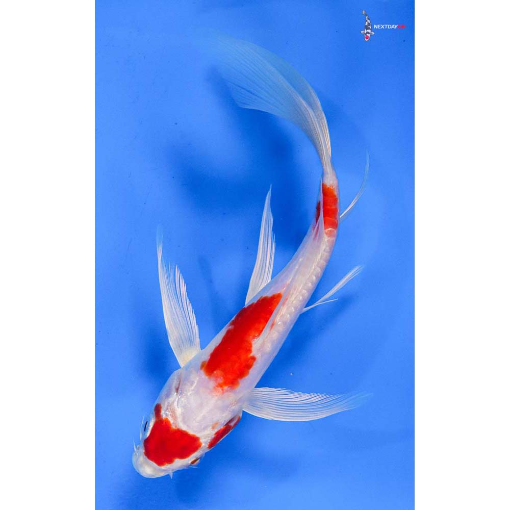 7.5” Imported Kikusui Butterfly Koi