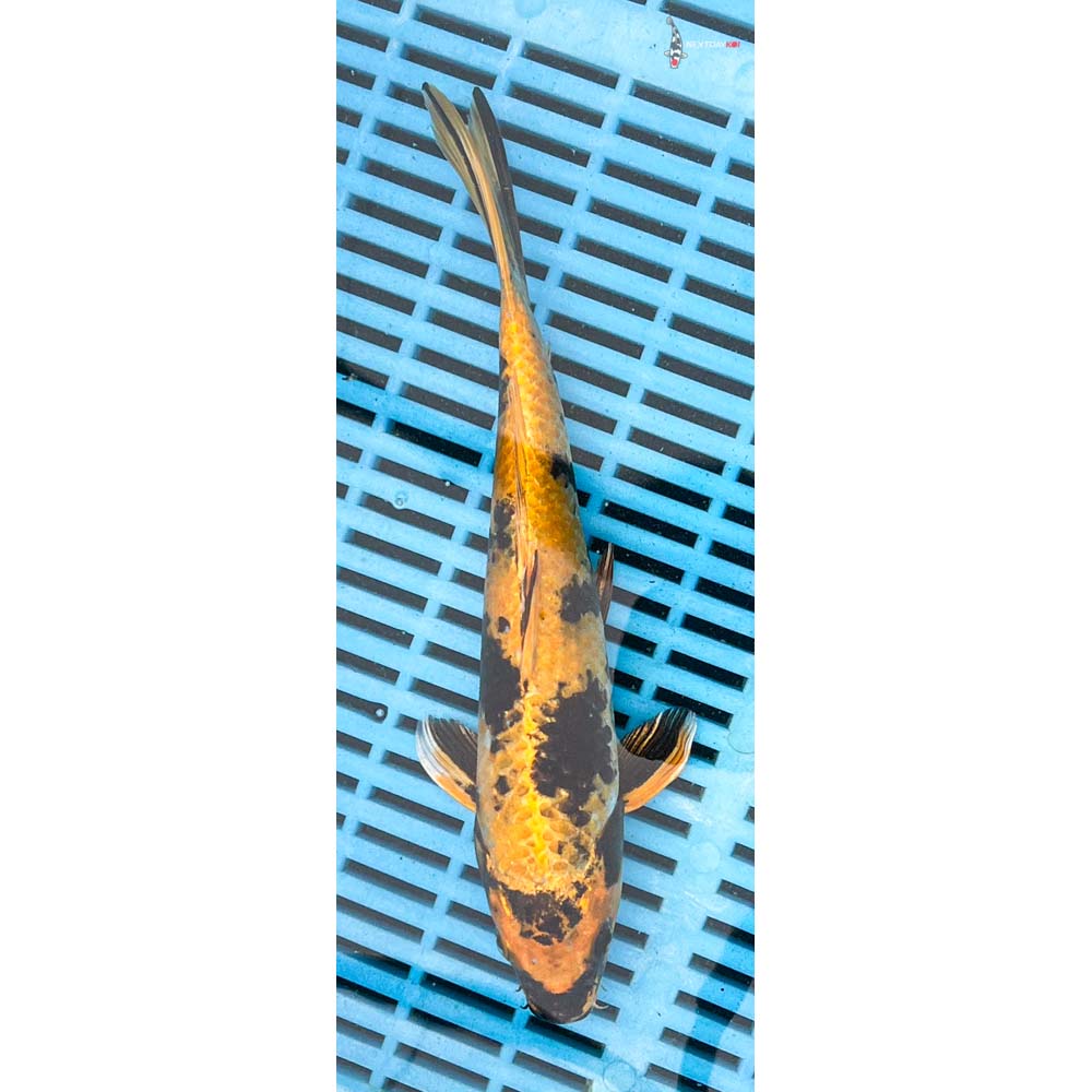 10-12” Imported Kin Ki Utsuri