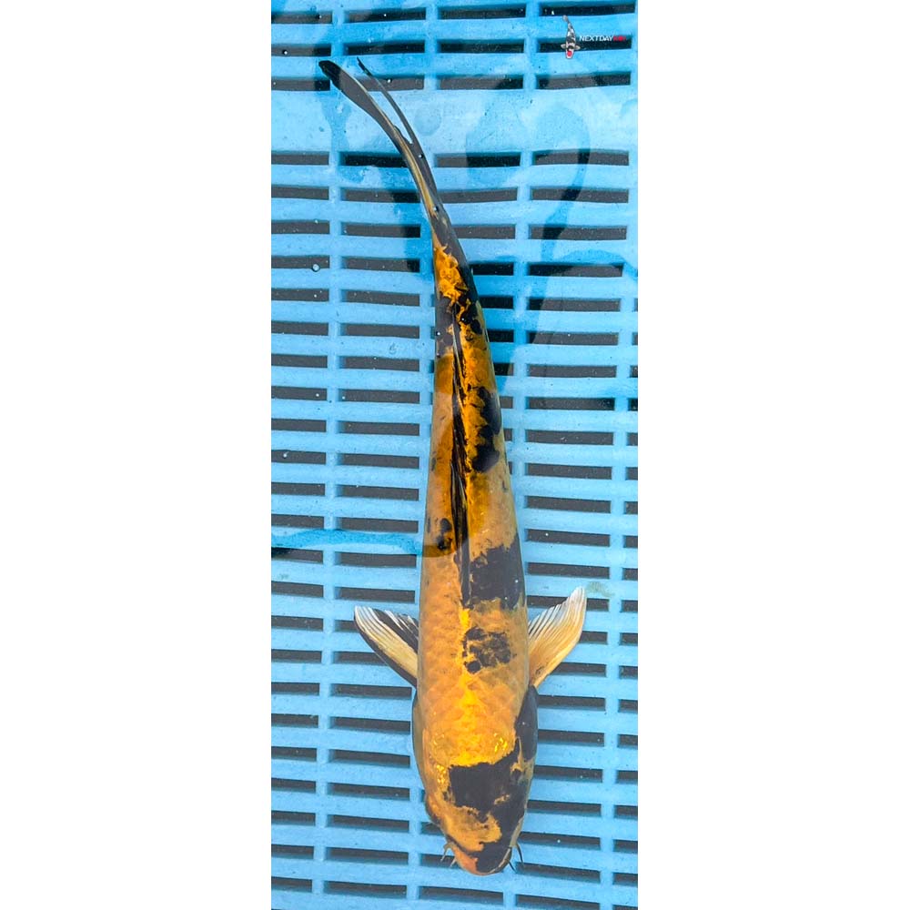 10-12” Imported Kin Ki Utsuri