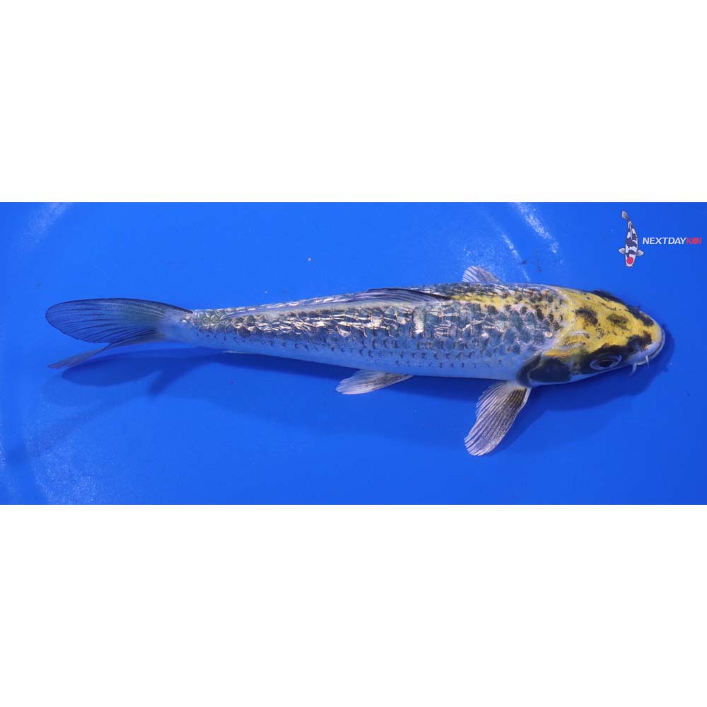6.5” Imported Gin Rin Kujaku