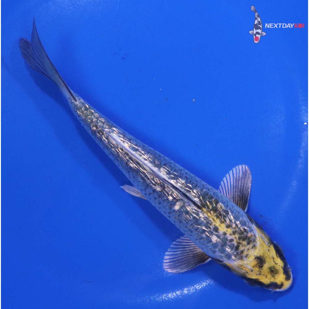 6.5” Imported Gin Rin Kujaku