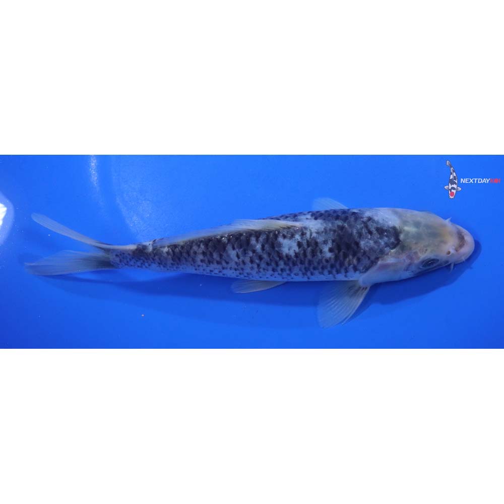 7” Imported Matsukawabakke