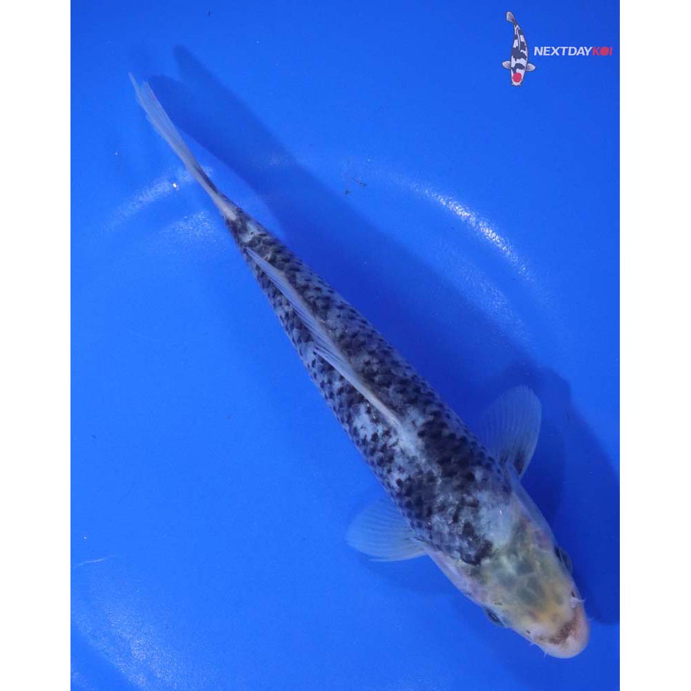 7” Imported Matsukawabakke