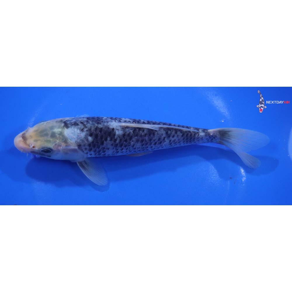 7” Imported Matsukawabakke