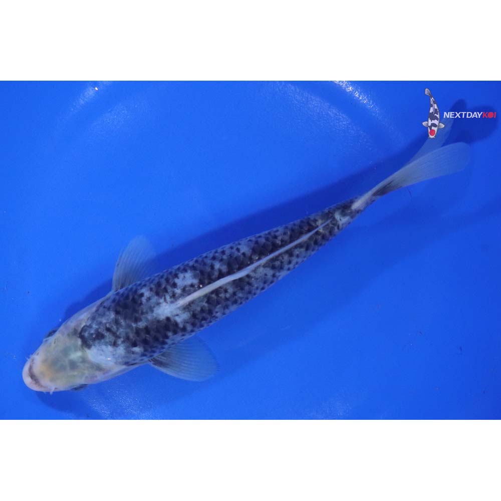 7” Imported Matsukawabakke